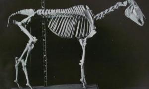 Skeleton of Eclipse in the RCVS Museum