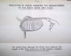 Smith - skeleton of a horse shoing back bone and ribs